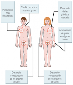 Concepto de pubertad
