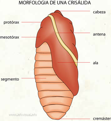 Concepto De Morfología - Definición En DeConceptos.com