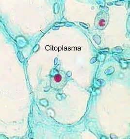 Concepto de citoplasma
