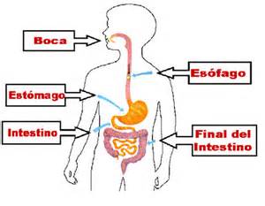 Concepto de digestión