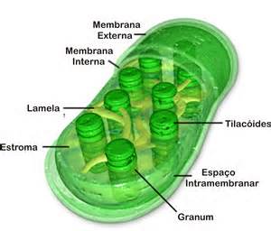 Concepto de cloroplastos