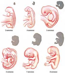 Concepto de embriología