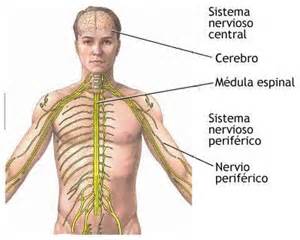 Concepto de sistema nervioso