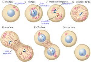 Concepto de división celular