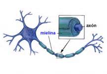 Concepto de mielina