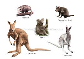 Concepto de marsupial