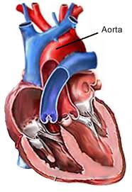 Concepto de aorta