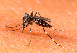 Concepto de dengue