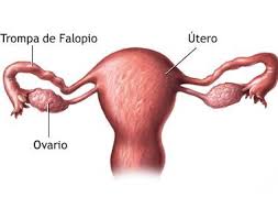 Concepto de ovario