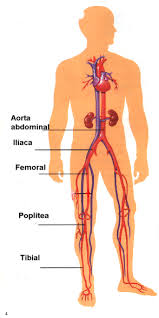 Concepto de arteria